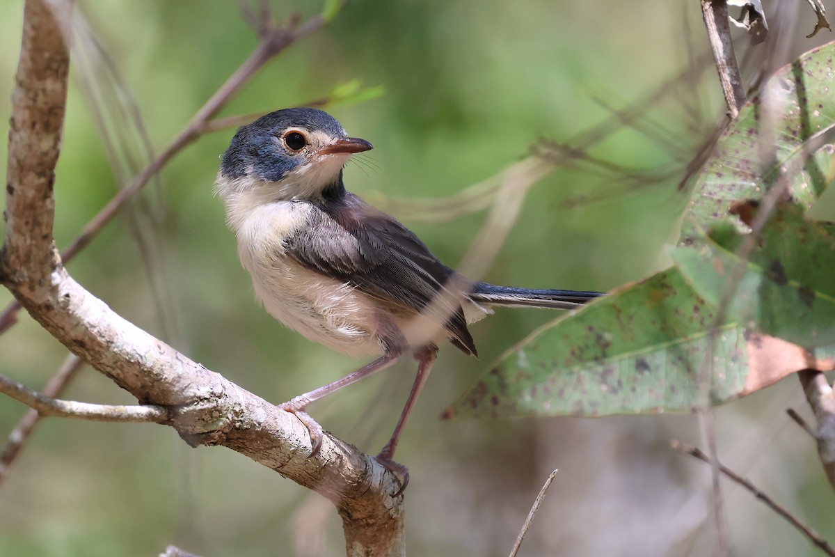 Tatlı Peribülbülü - ML644508822