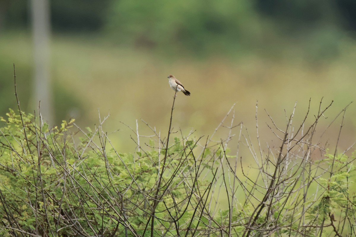 Indian Silverbill - ML644508823