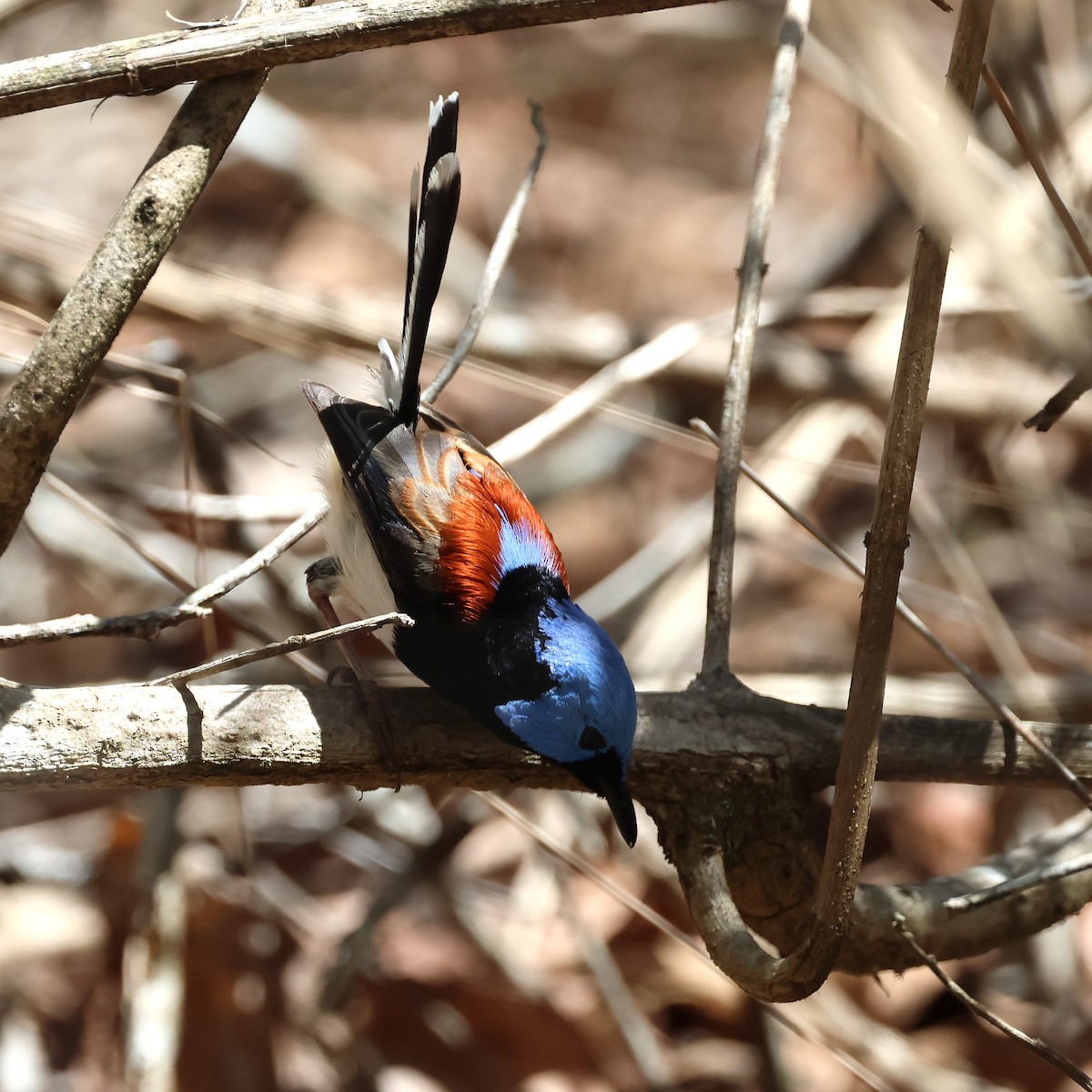 Tatlı Peribülbülü - ML644508826