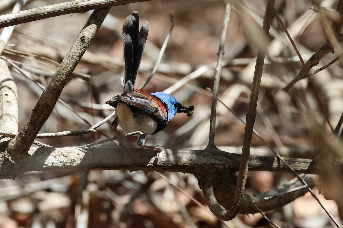 Tatlı Peribülbülü - ML644508827