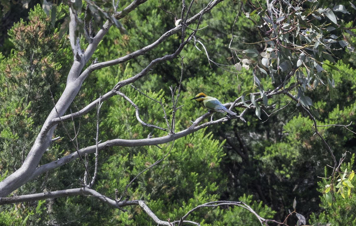 彩虹蜂虎 - ML644508842