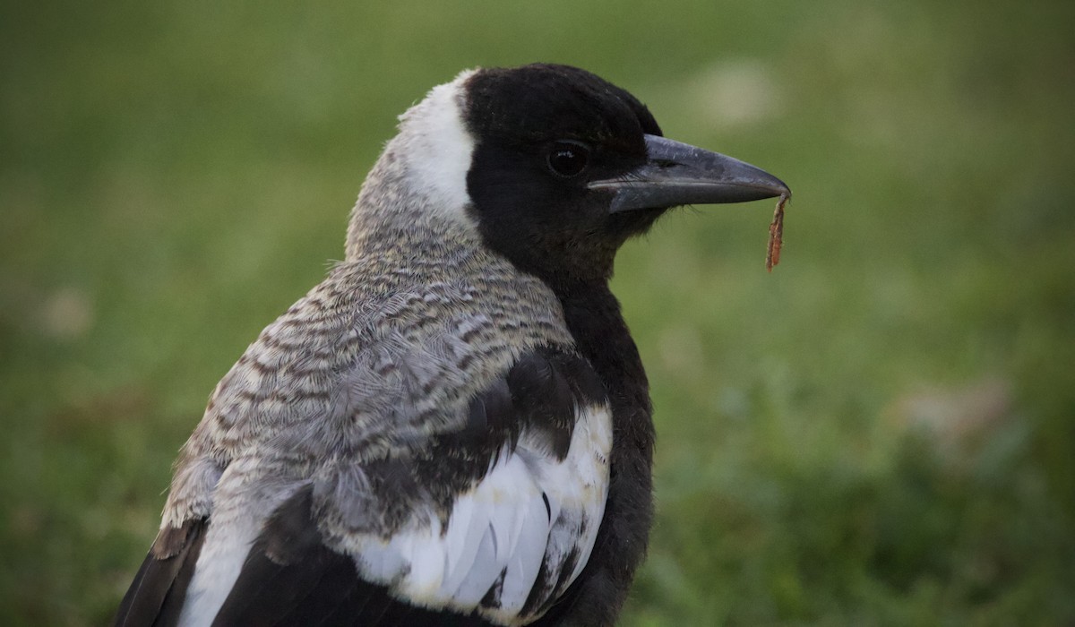 plystreskjære (telonocua/tyrannica) - ML644508844