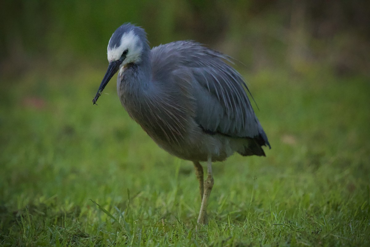 hvitmaskehegre - ML644508848