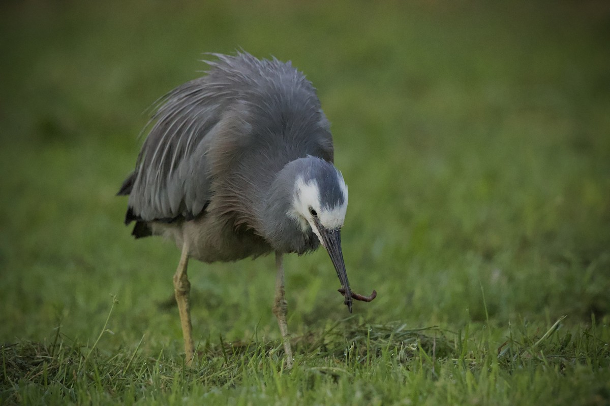 hvitmaskehegre - ML644508849