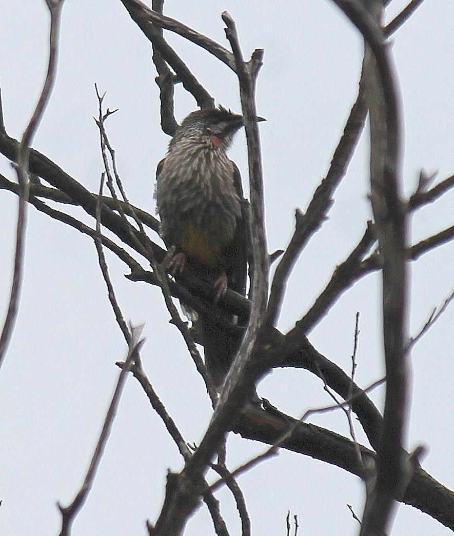 Red Wattlebird - ML644508850