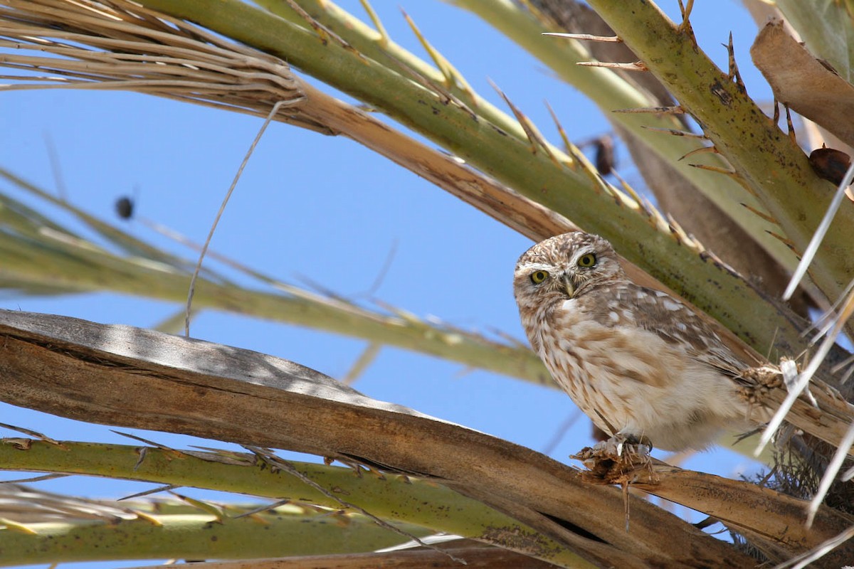 Mozolo arrunta - ML644508852