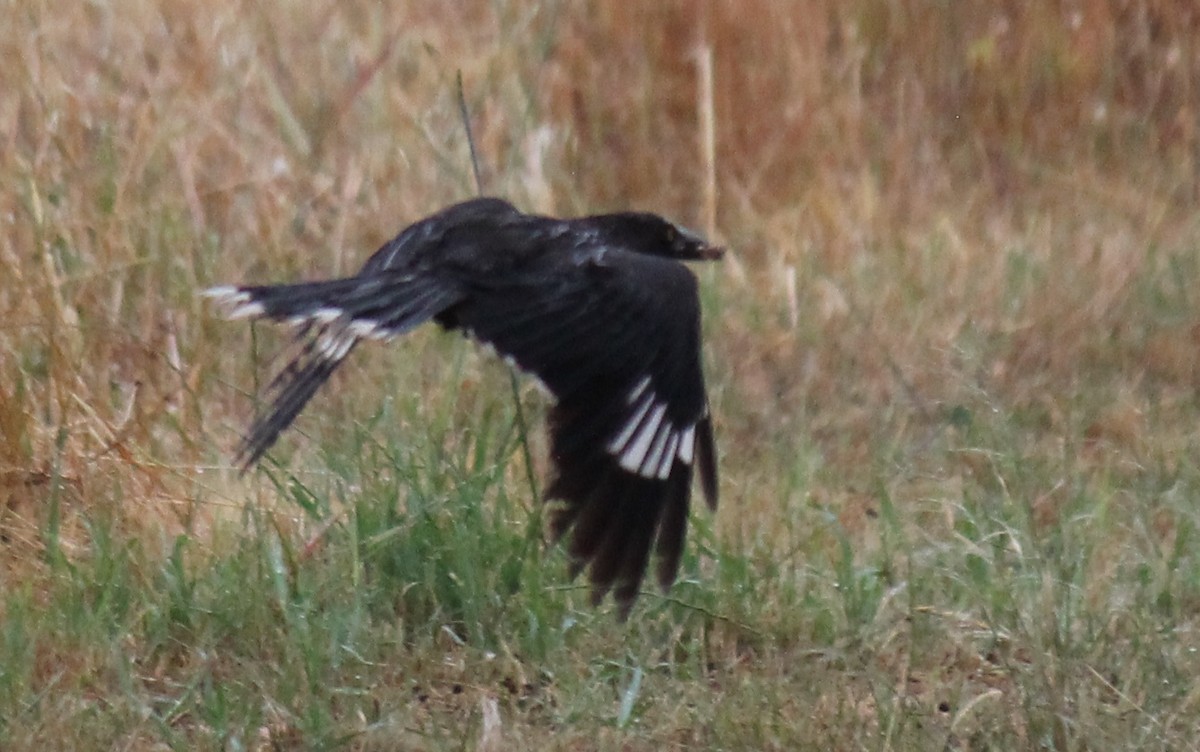 Gray Currawong - ML644508857