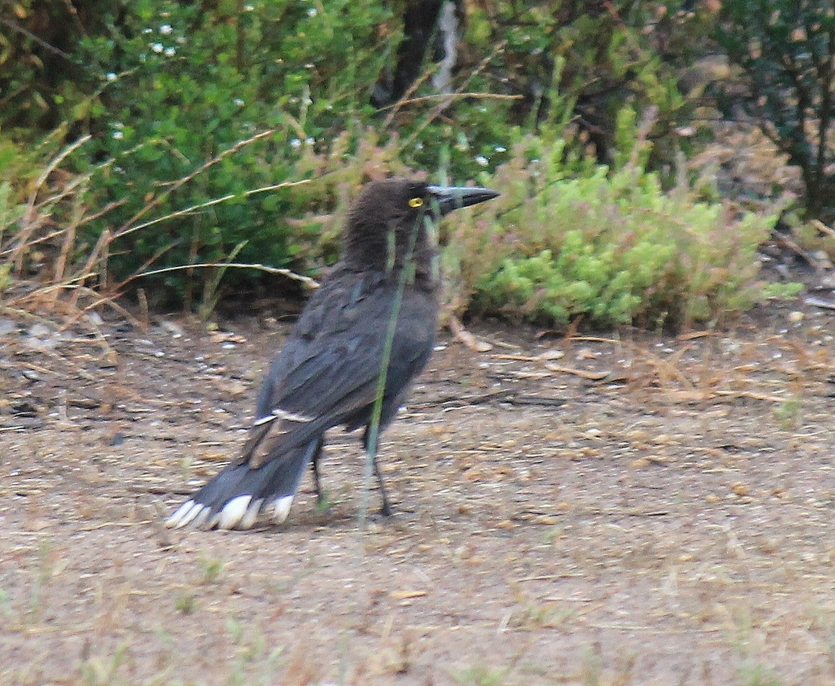 Gray Currawong - ML644508858