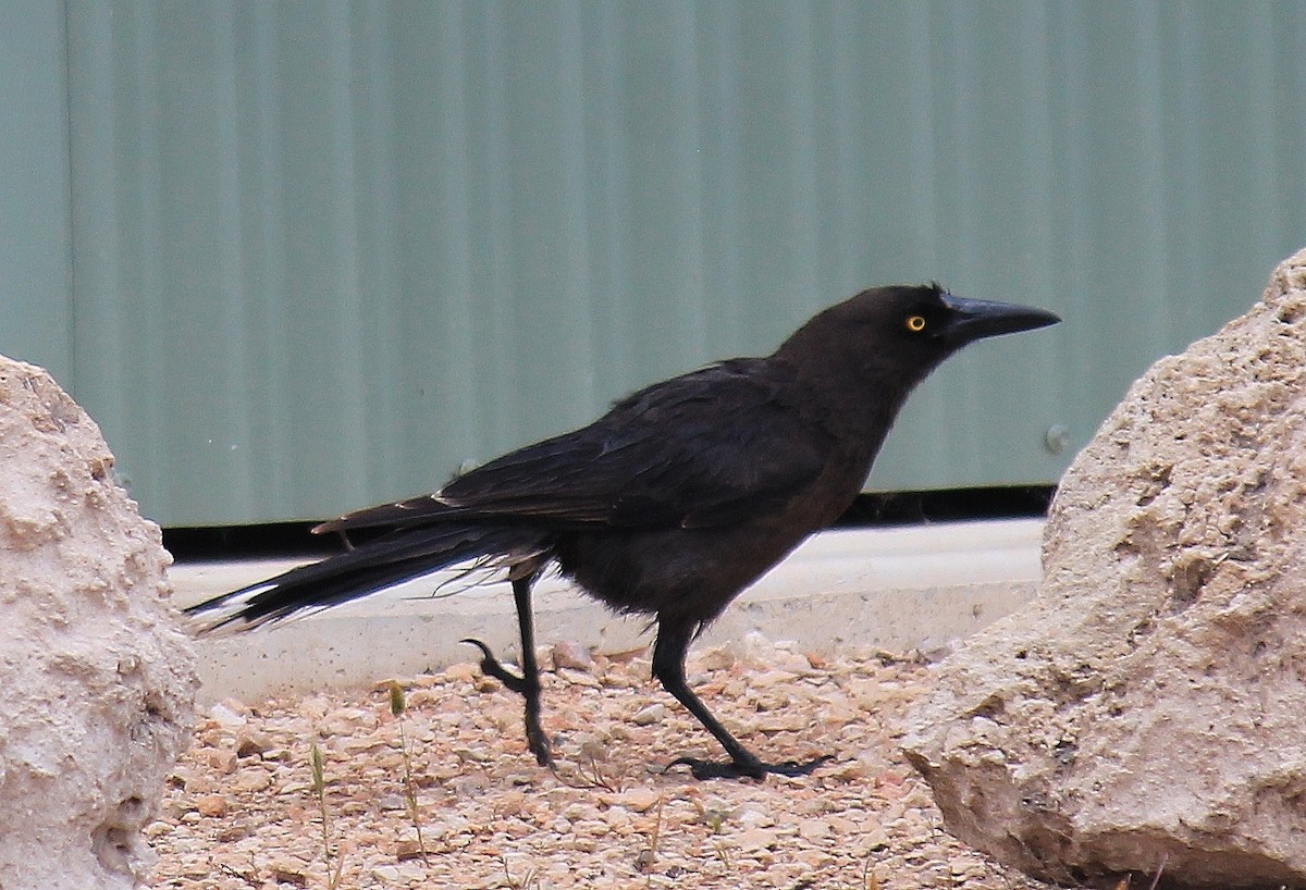 Gray Currawong - ML644508859