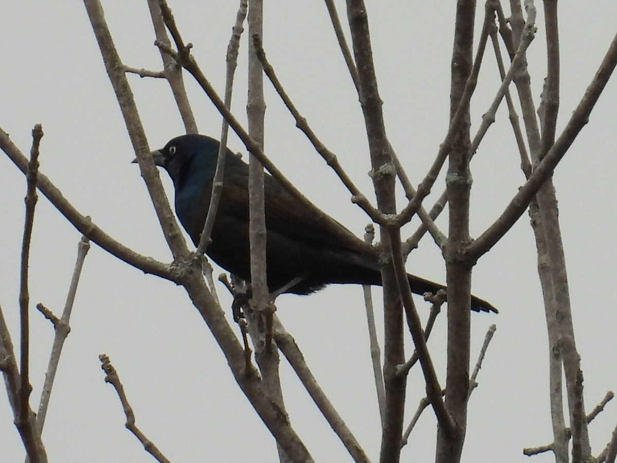 Purpurgrackel - ML644508861