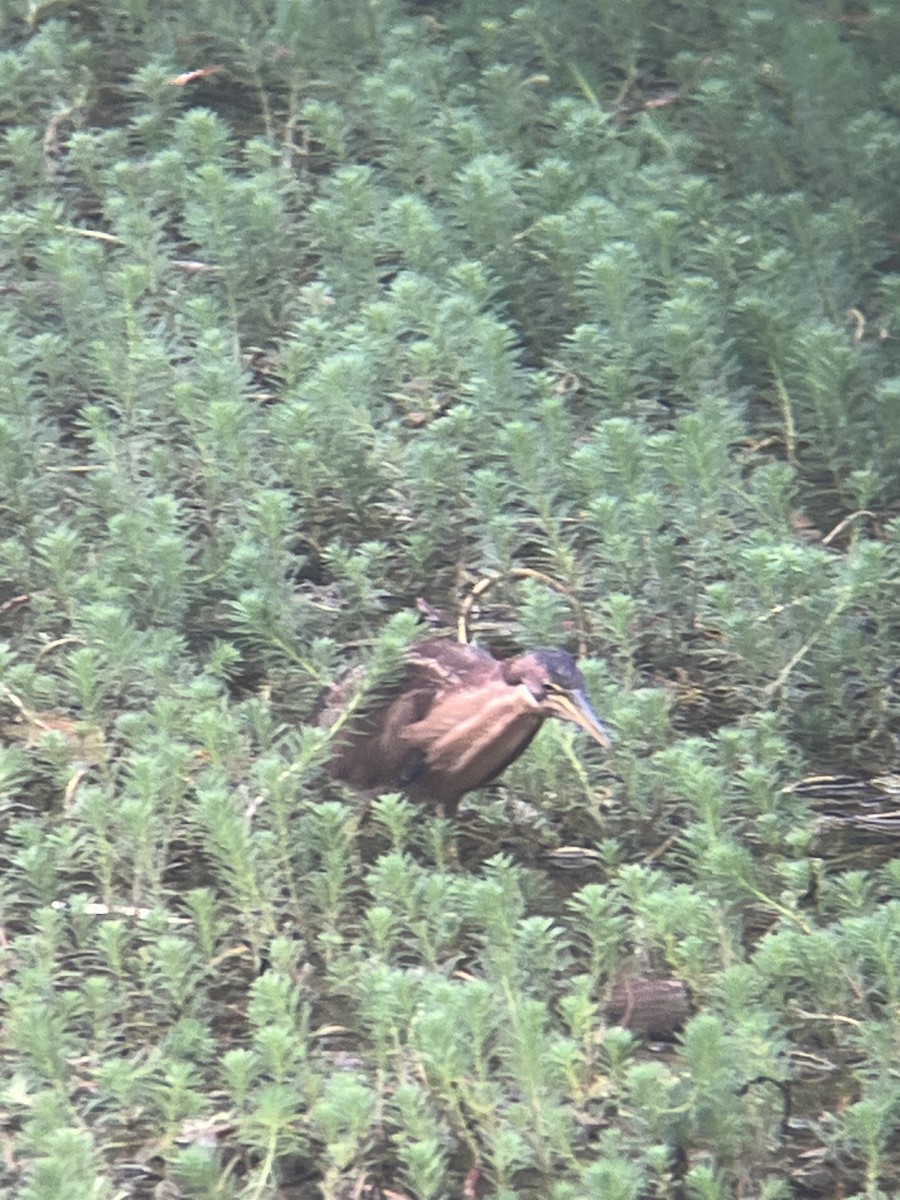 Schrenck's Bittern - ML644508862