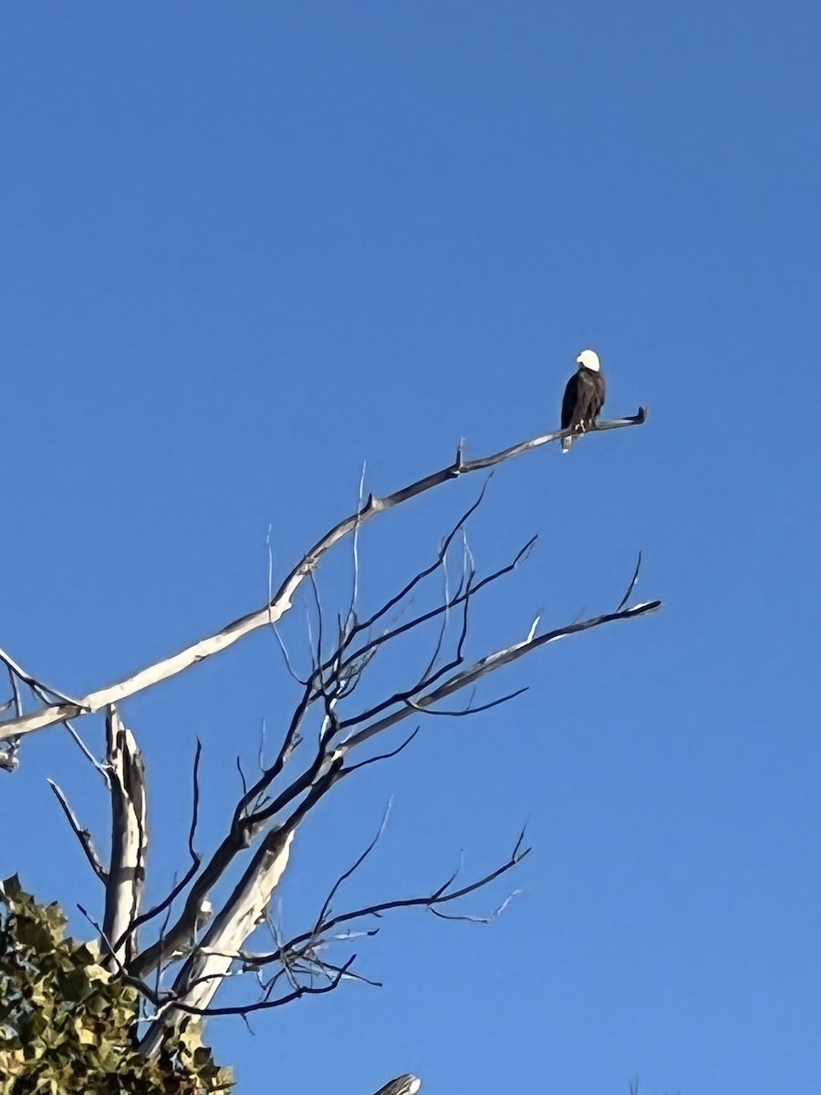 Itsas arrano buruzuria - ML644508873