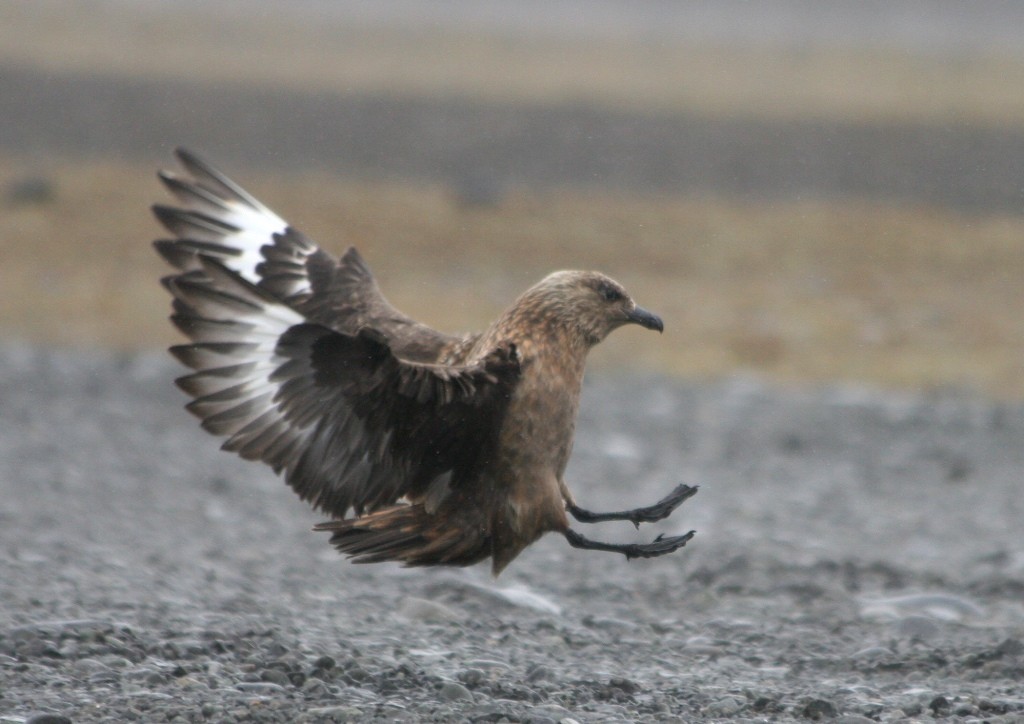 キタオオトウゾクカモメ - ML644508874