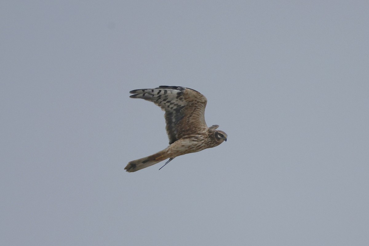 Aguilucho Papialbo - ML644508893