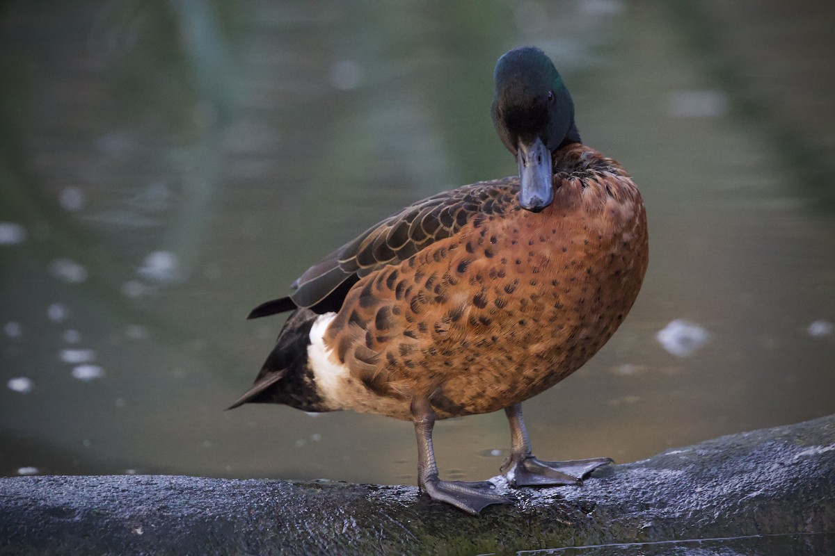 kastanjeand - ML644508898