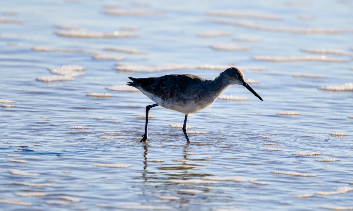 Playero Aliblanco - ML644508905
