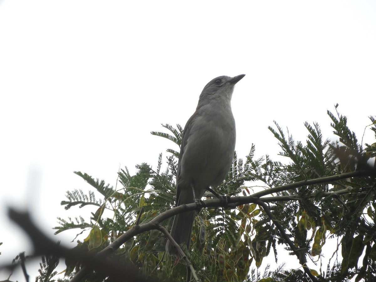 Gri Islıkçıardıç - ML644508911