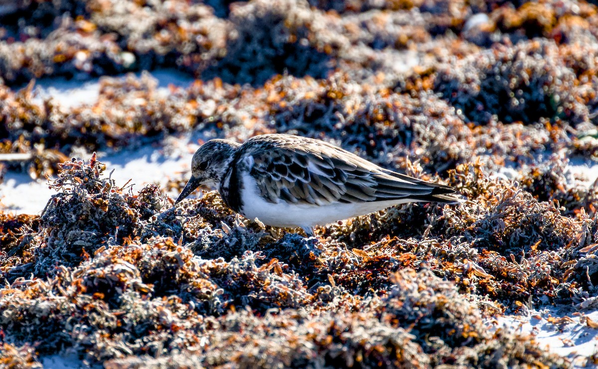Vuelvepiedras Común - ML644508913