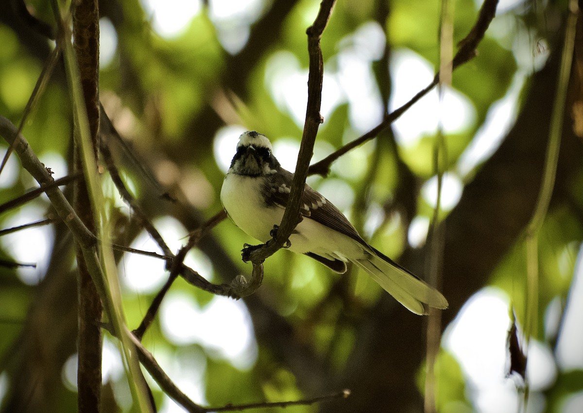 White-browed Fantail - ML644508915
