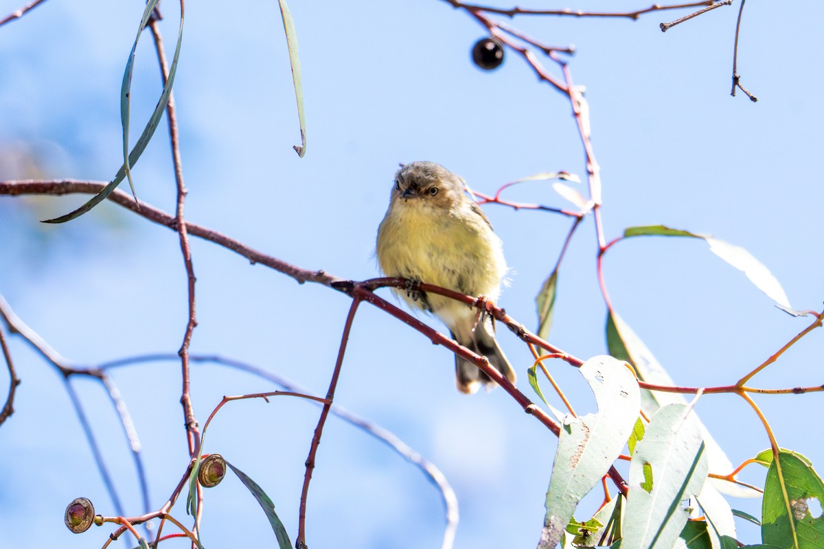 stumpnebb - ML644508920