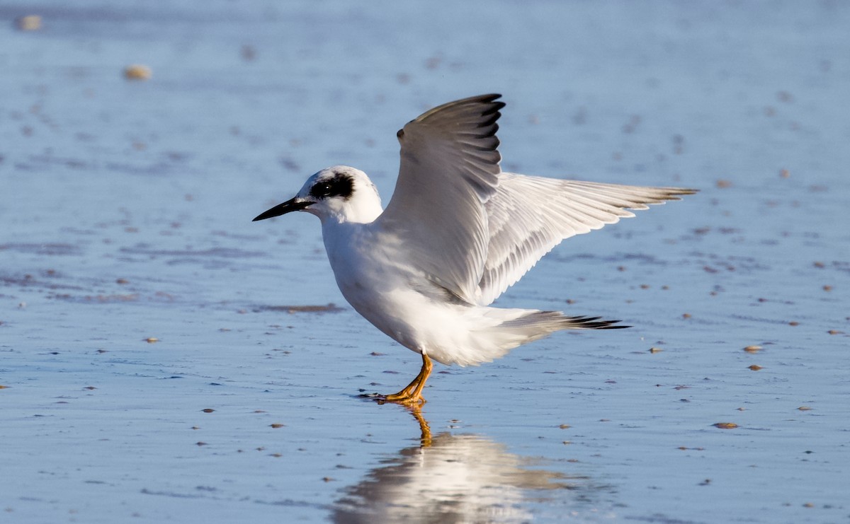 Charrán de Forster - ML644508921