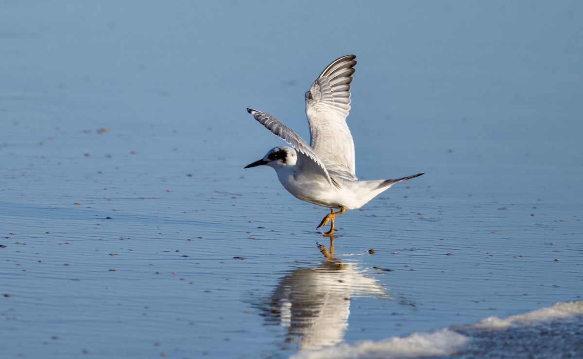 Charrán de Forster - ML644508922