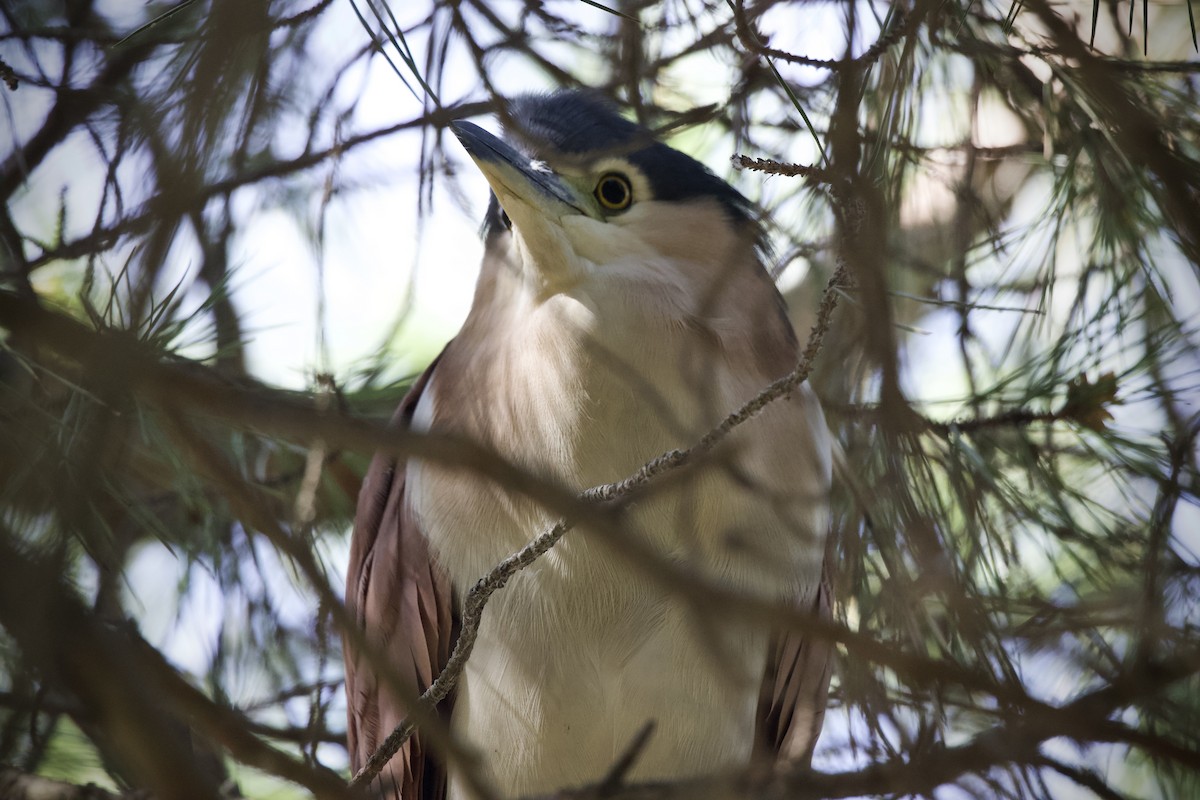 nankinghegre - ML644508923