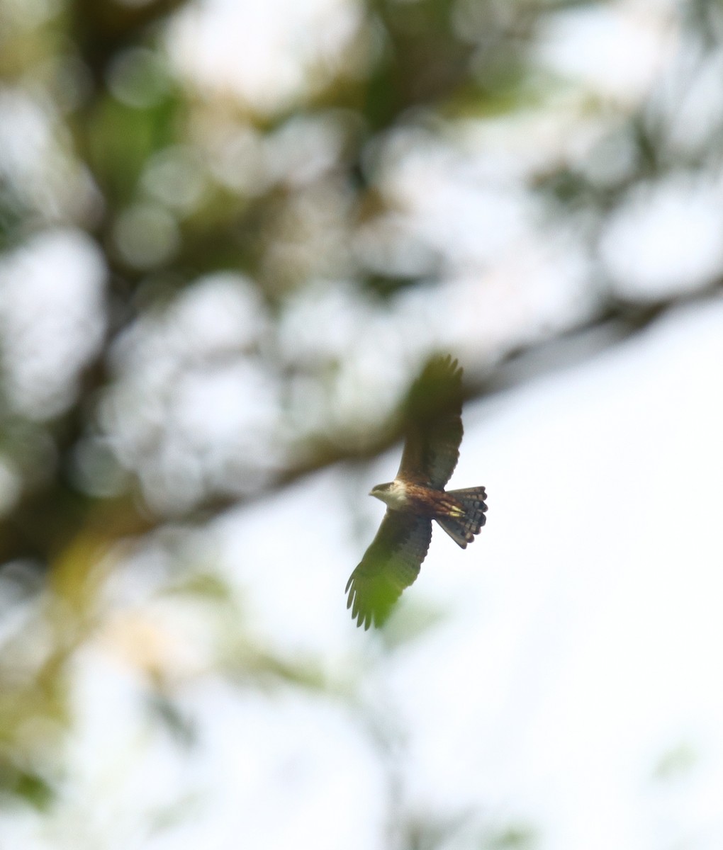 Aigle à ventre roux - ML644508924