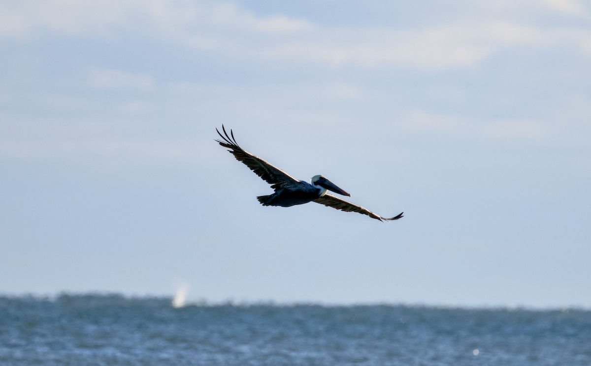 Pelícano Pardo - ML644508926