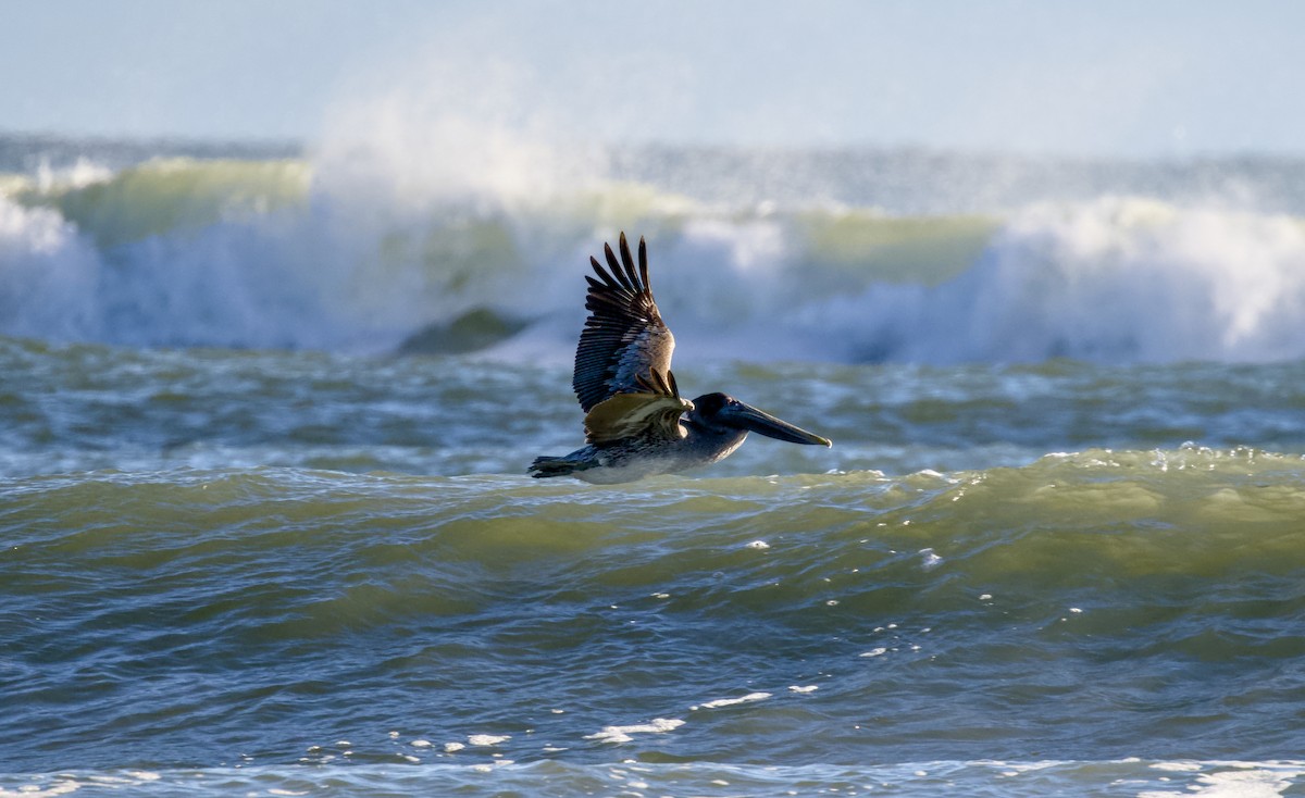 Pelícano Pardo - ML644508927