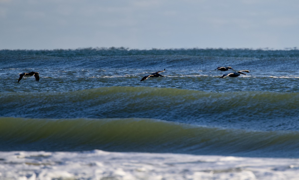 Pelícano Pardo - ML644508928