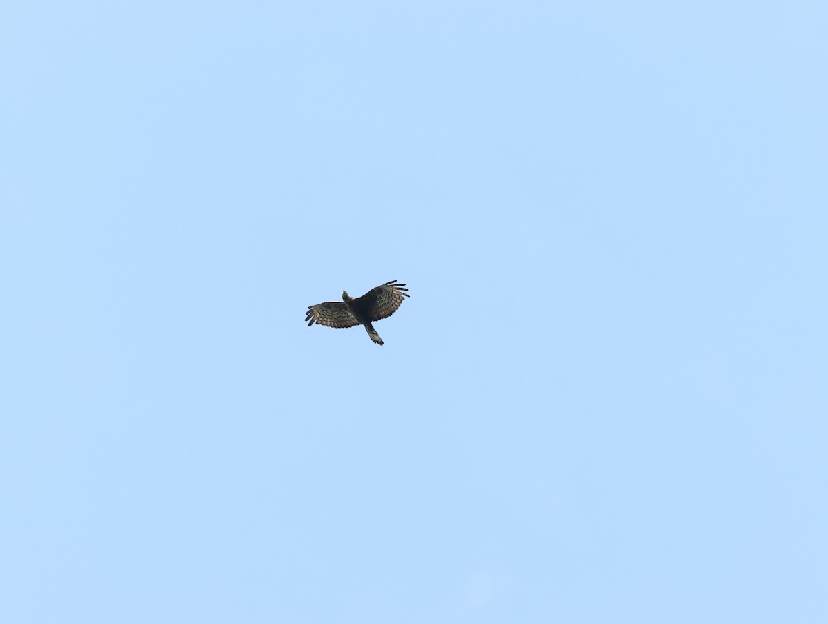 Oriental Honey-buzzard - ML644508929
