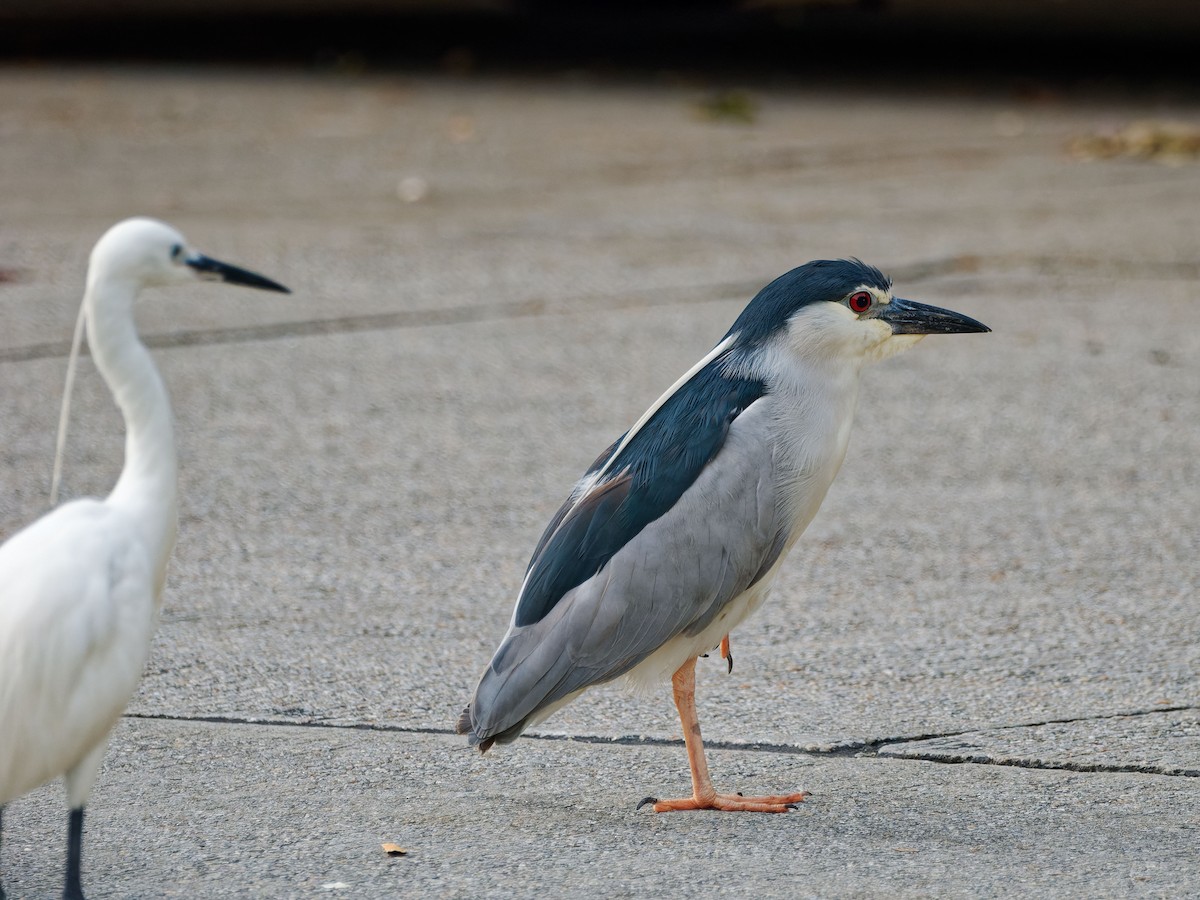 silkehegre (garzetta) - ML644508933