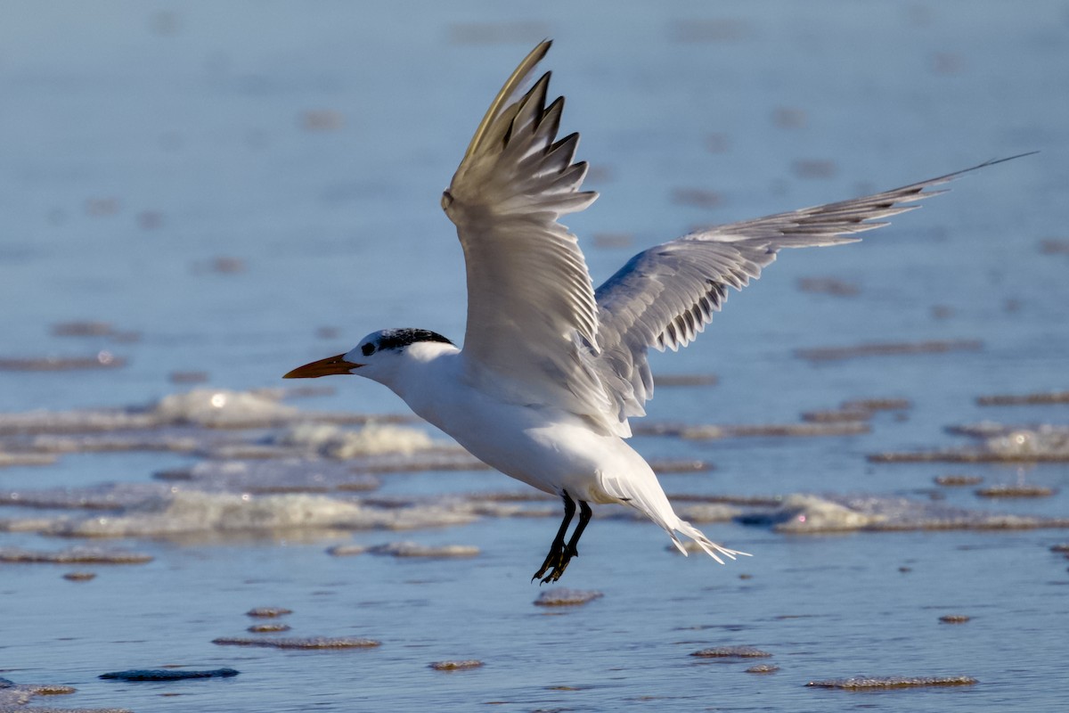 Charrán Real Americano - ML644508935