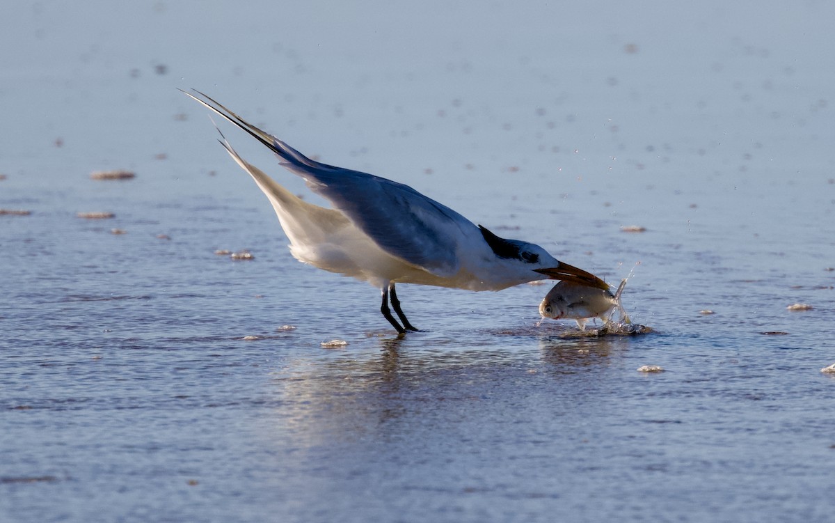Charrán Real Americano - ML644508936
