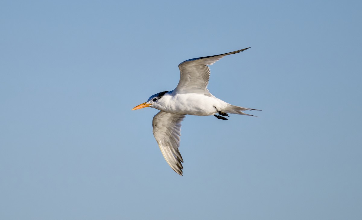 Charrán Real Americano - ML644508937