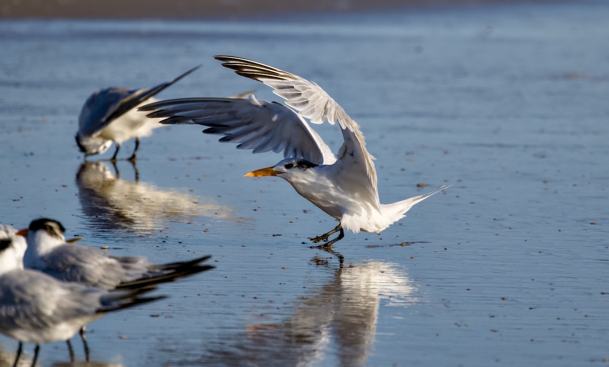 Charrán Real Americano - ML644508938