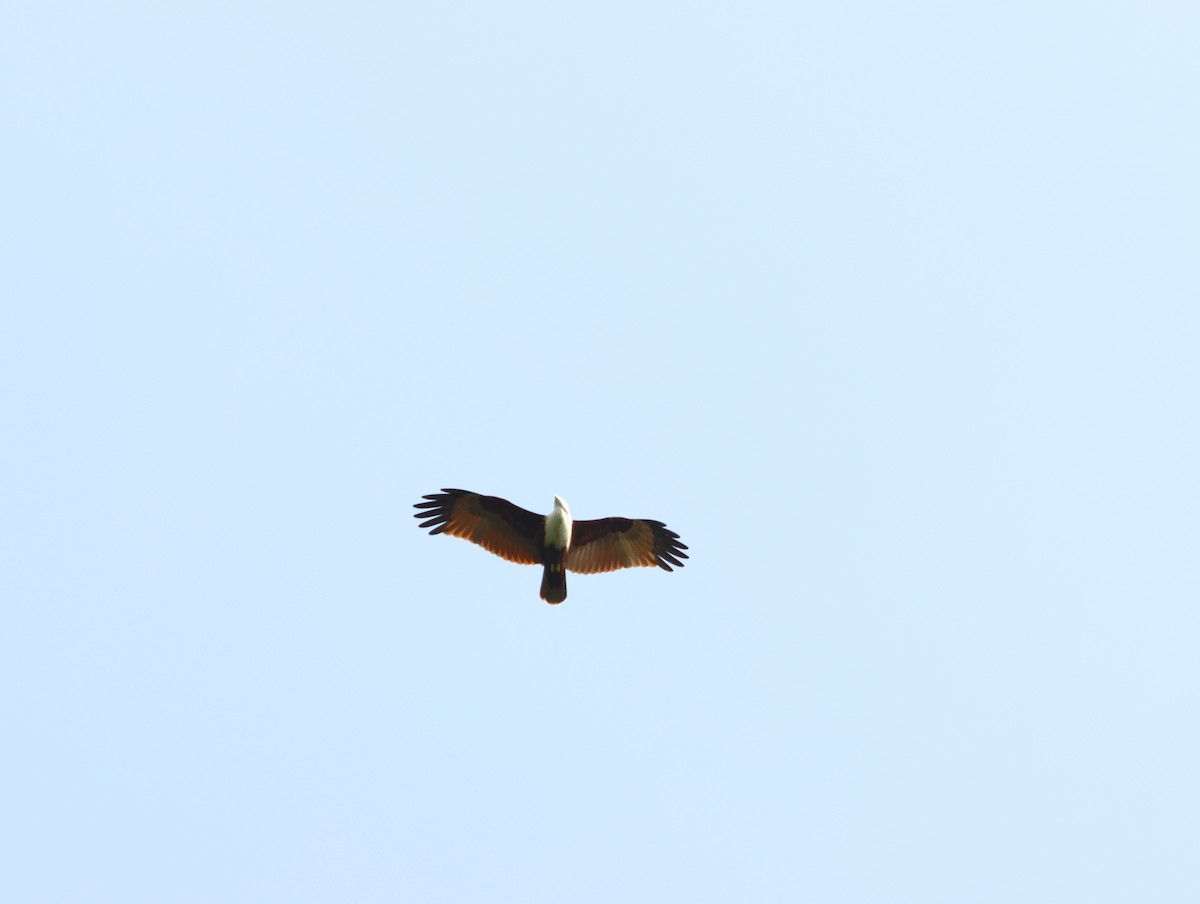Brahminy Kite - ML644508941