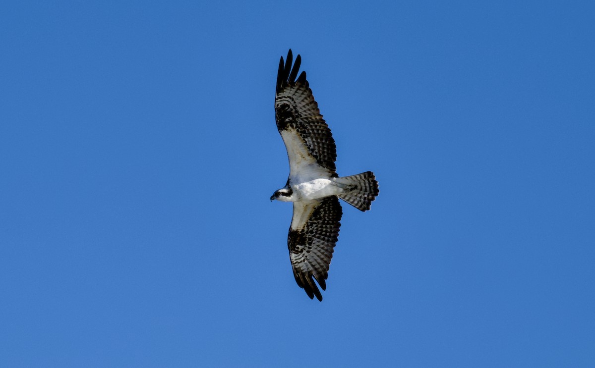 Águila Pescadora - ML644508944