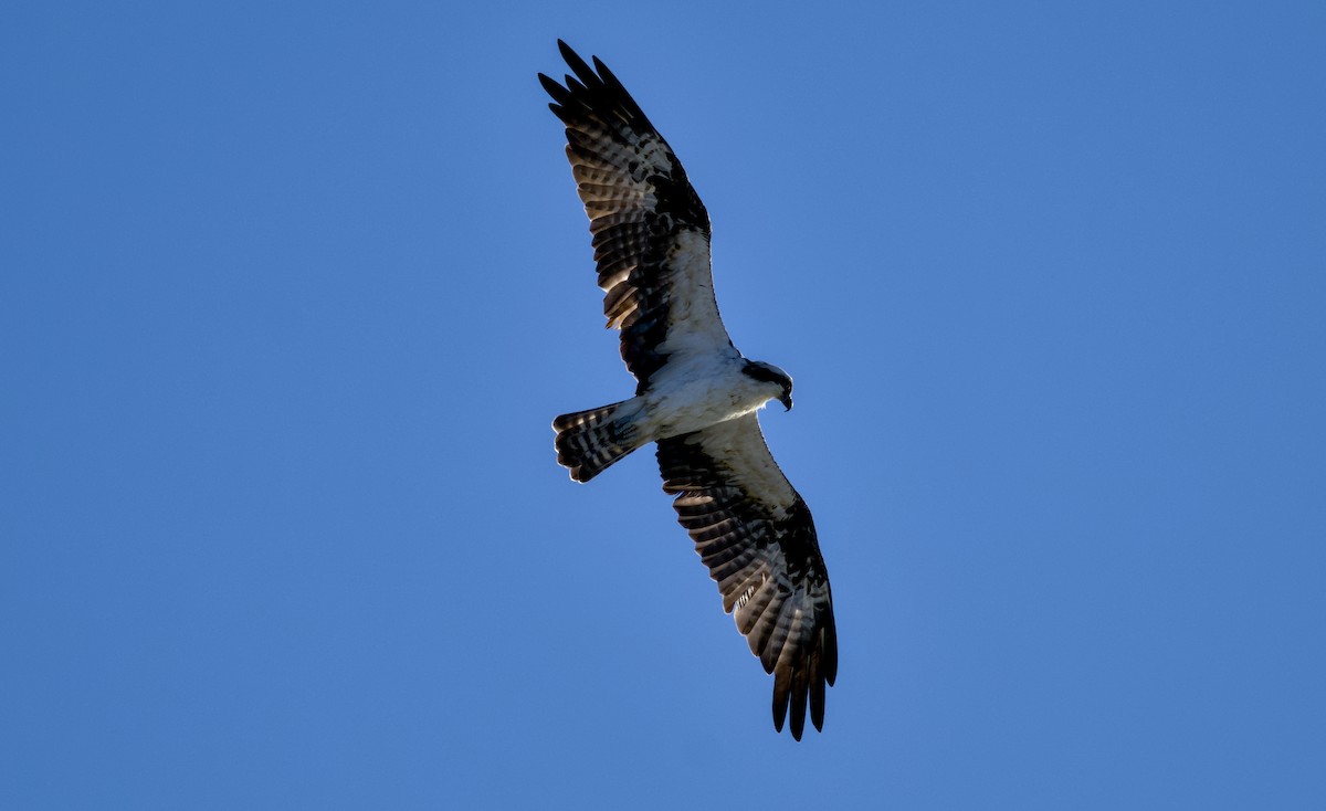 Águila Pescadora - ML644508945