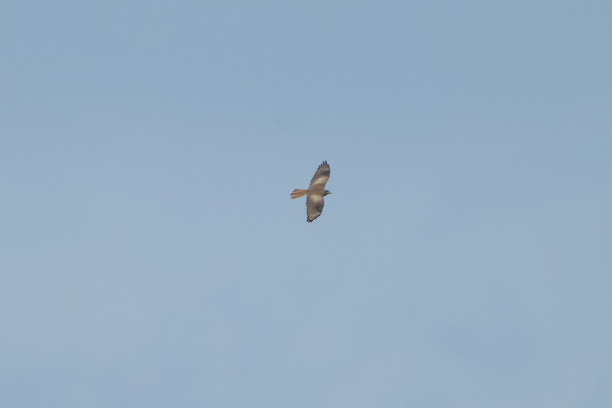 hvitøyevåk - ML644508946