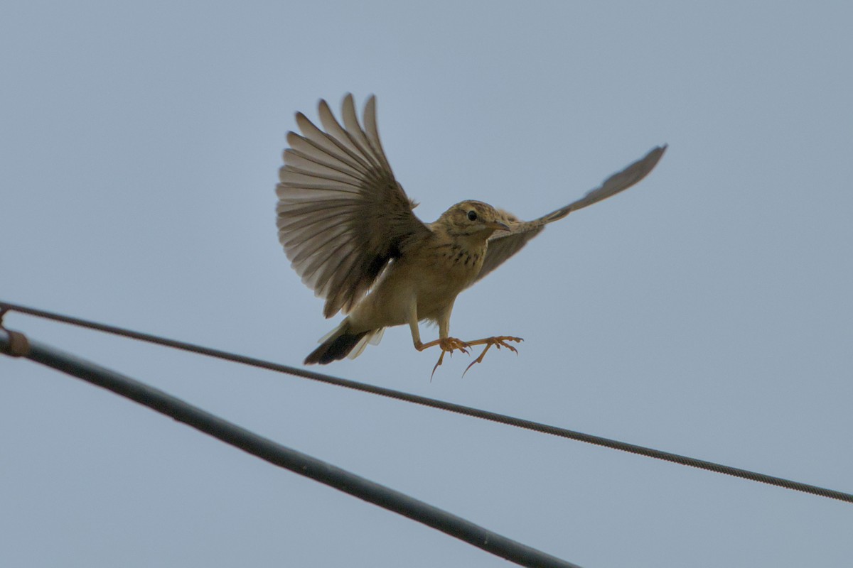 Щеврик sp. - ML644508949