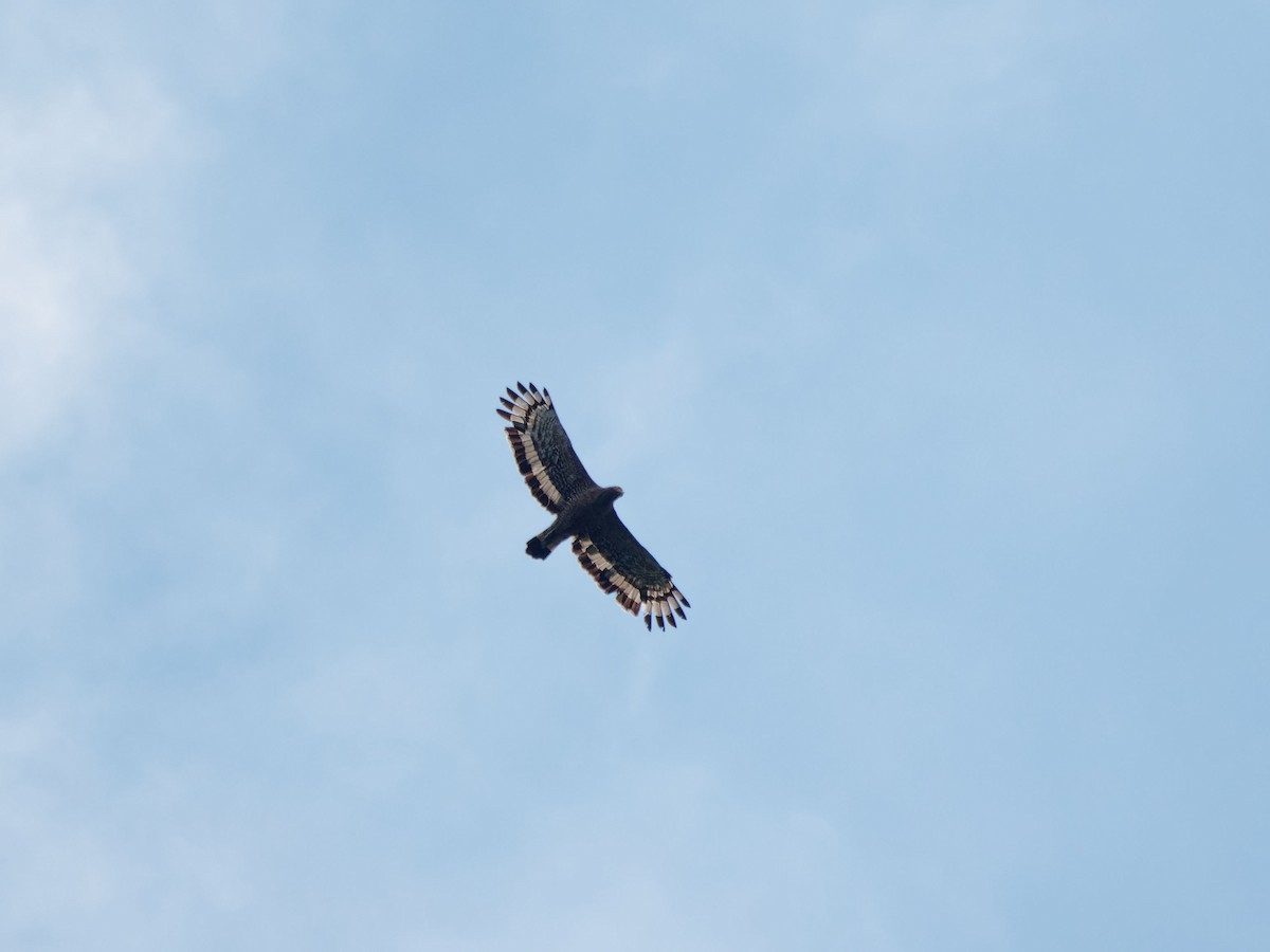 Culebrera Chiíla (grupo cheela) - ML644508953