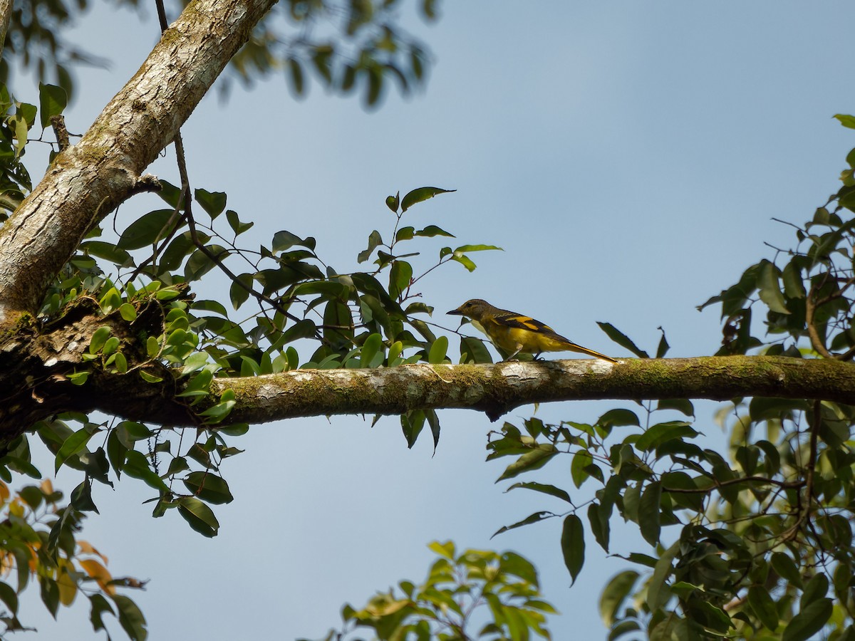 Scarlet Minivet (Scarlet) - ML644508957