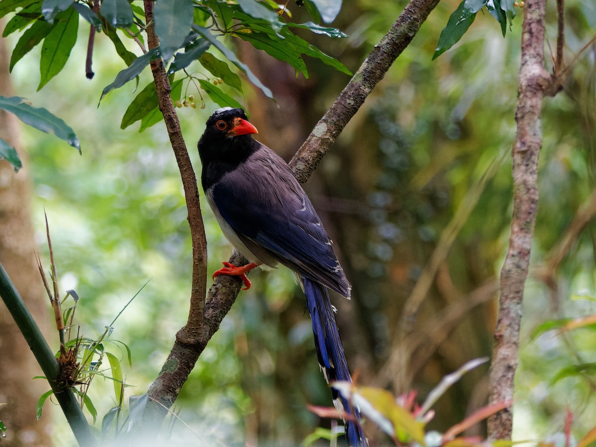 紅嘴藍鵲 - ML644508963