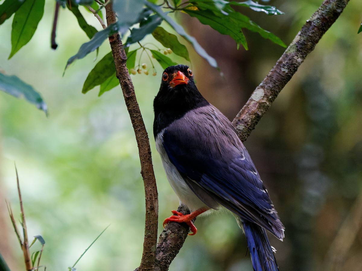 紅嘴藍鵲 - ML644508964