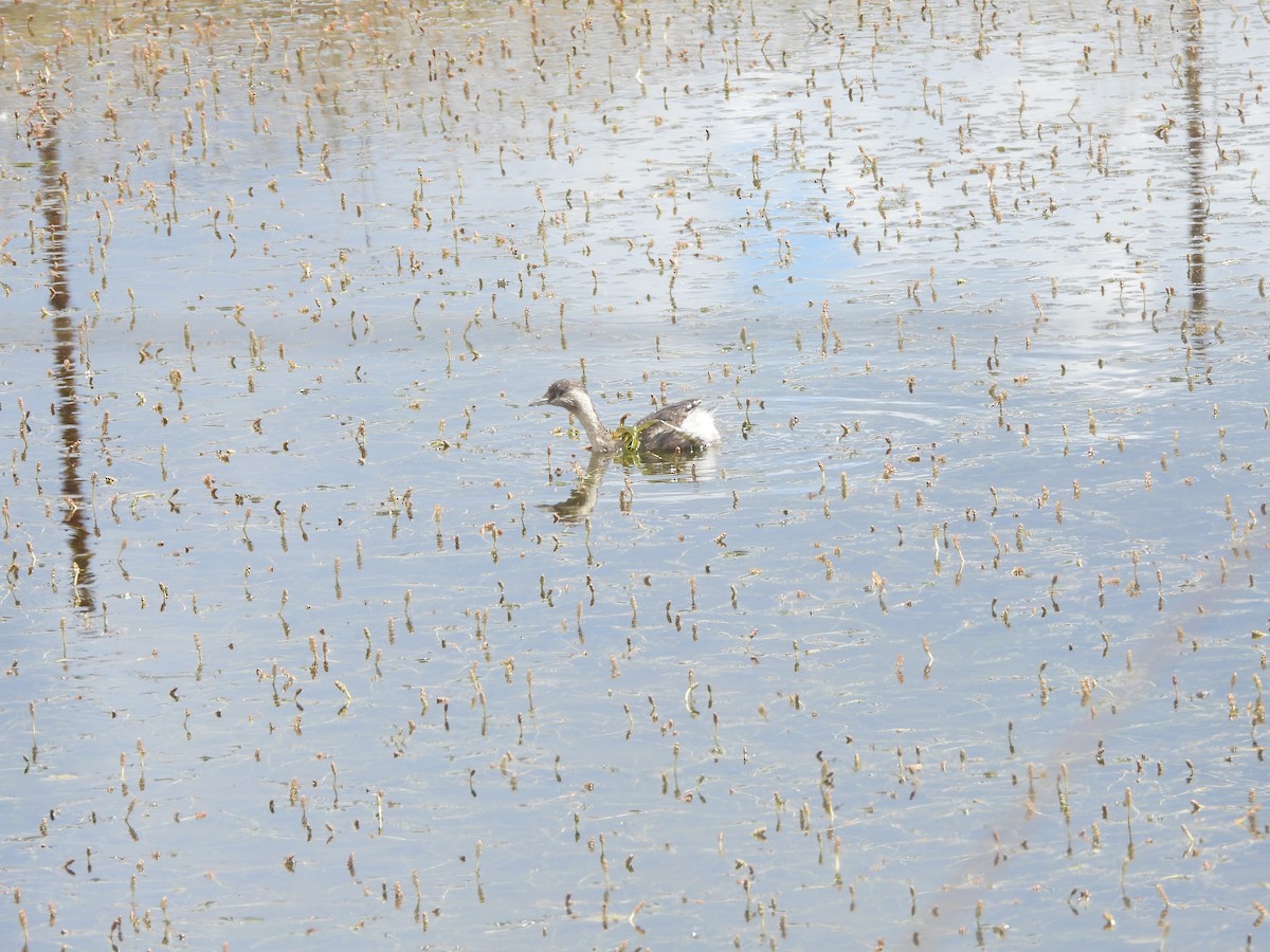 Haarschopftaucher - ML644508966