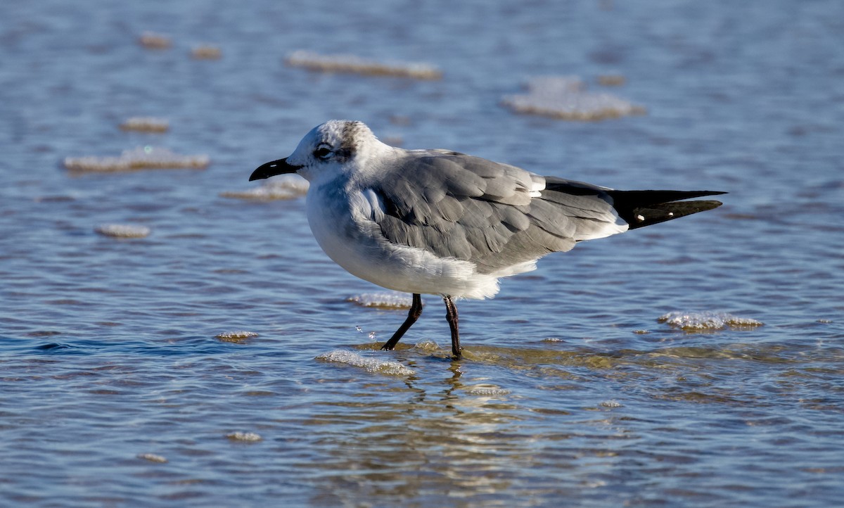 lattermåke - ML644508967