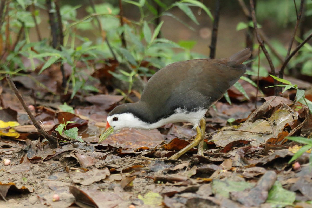 Gallineta Pechiblanca - ML644508969