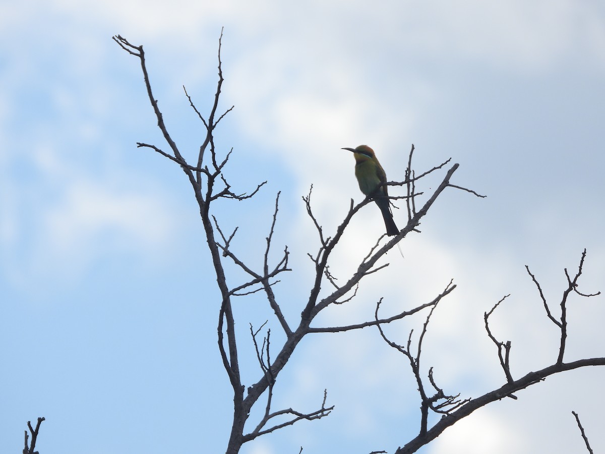 彩虹蜂虎 - ML644508976